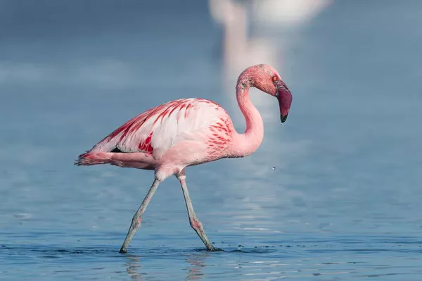 Lesser Flamingo