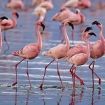 Lesser Flamingo1