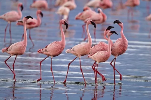 Lesser Flamingo1