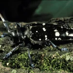 Longhorn beetle