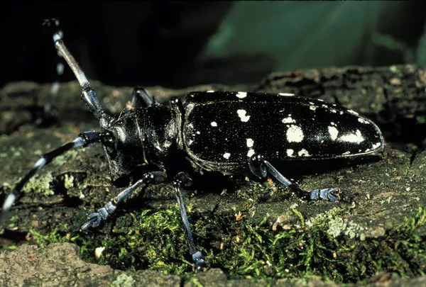 Longhorn beetle