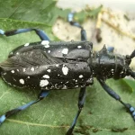 Longhorn beetle1