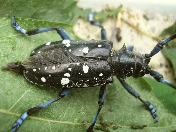 Longhorn beetle1