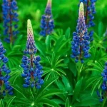 Lupine