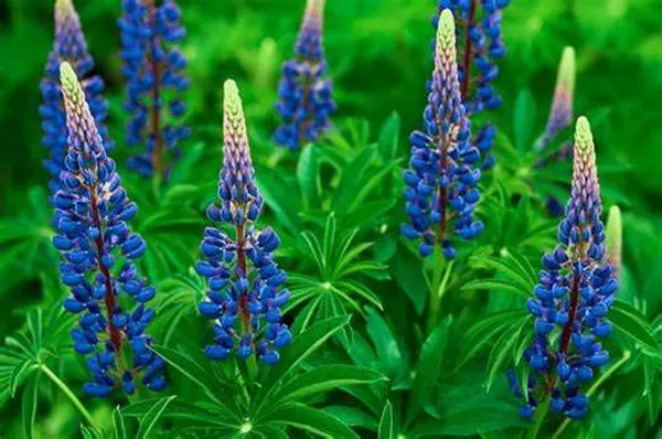 Lupine