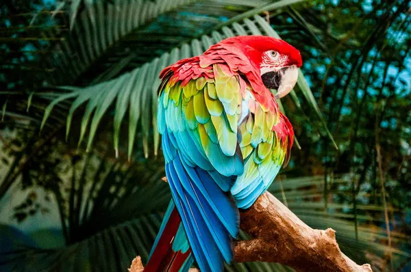 Macaw