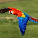 Macaw1