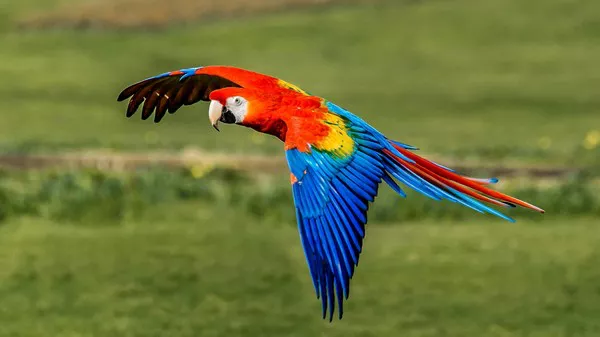 Macaw1