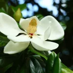 Magnolia