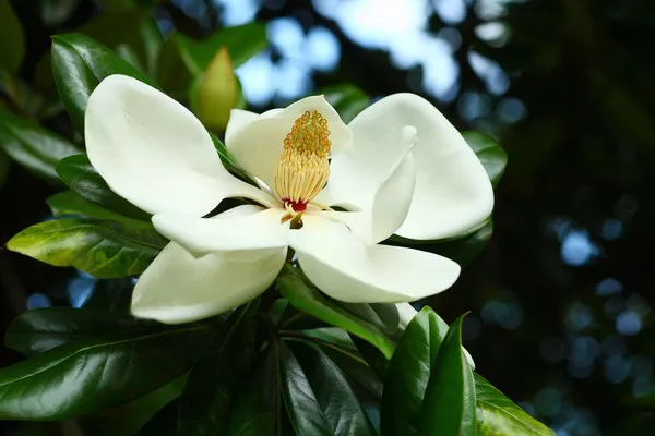 Magnolia