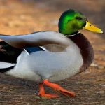 Mallard Duck