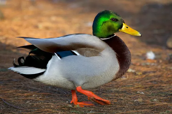 Mallard Duck