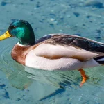 Mallard Duck1