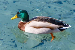 Mallard Duck1