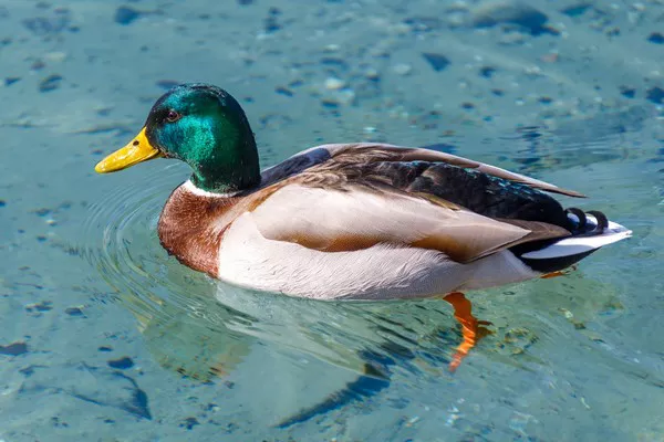 Mallard Duck1