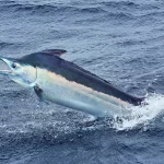 Marlin