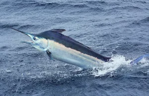 Marlin