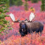 Moose