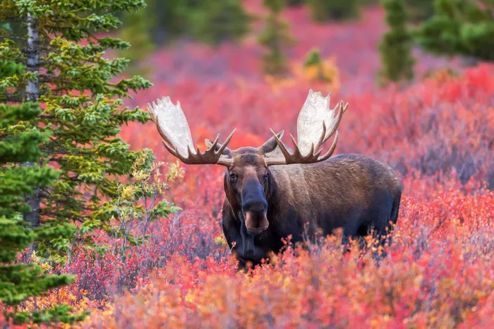 Moose