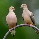 Mourning Dove