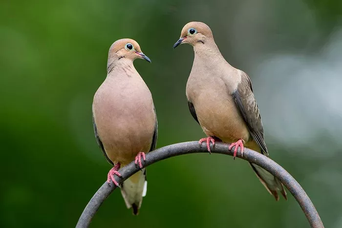 Mourning Dove