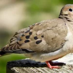 Mourning Dove1