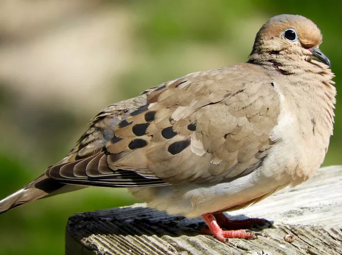 Mourning Dove1