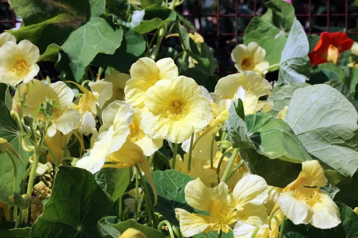 Nasturtium