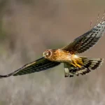 Northern Harrier