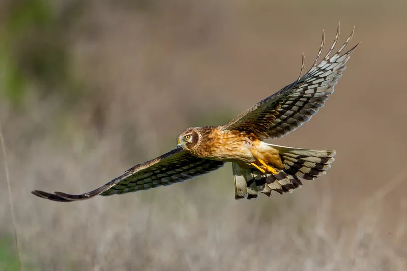 Northern Harrier