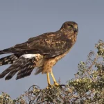 Northern Harrier1