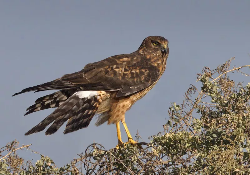 Northern Harrier1