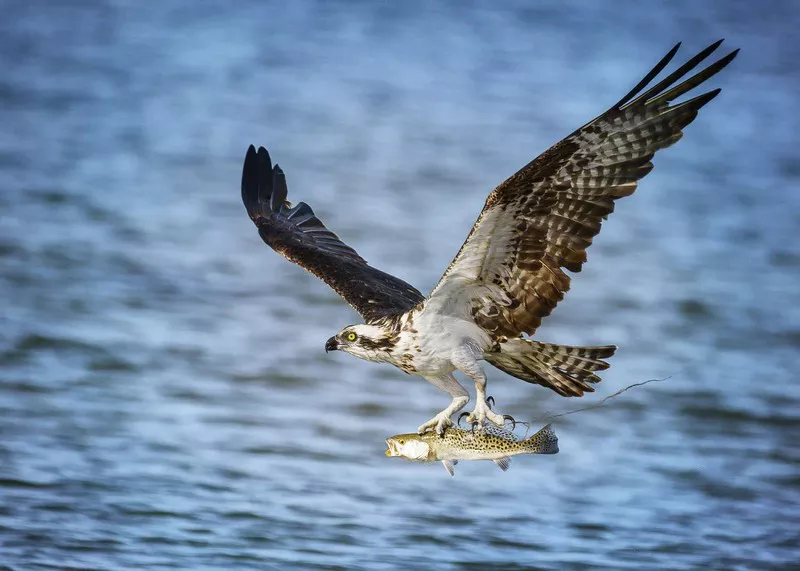 Osprey