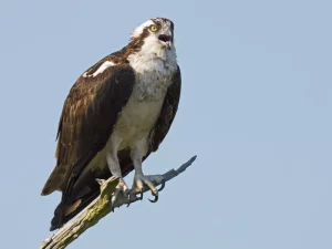 Osprey1