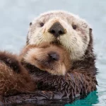 Otter1