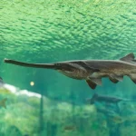 Paddlefish