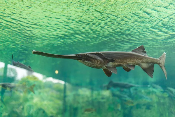 Paddlefish