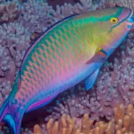 Parrotfish