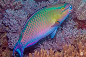 Parrotfish