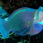 Parrotfish1