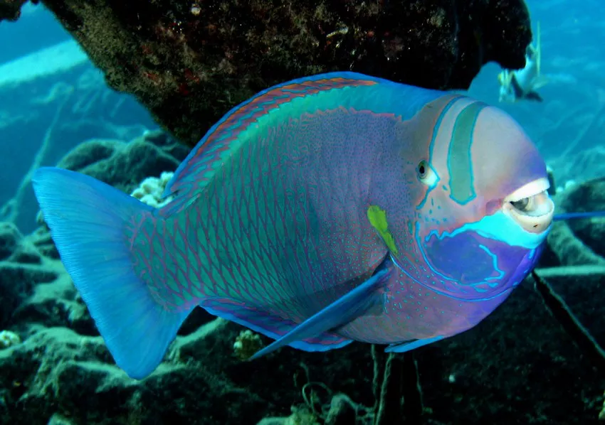 Parrotfish1