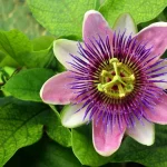 Passionflower