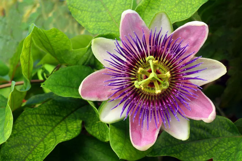 Passionflower