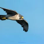 Peregrine Falcon