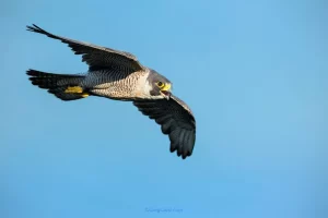 Peregrine Falcon