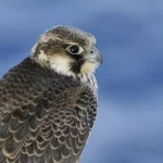 Peregrine Falcon1