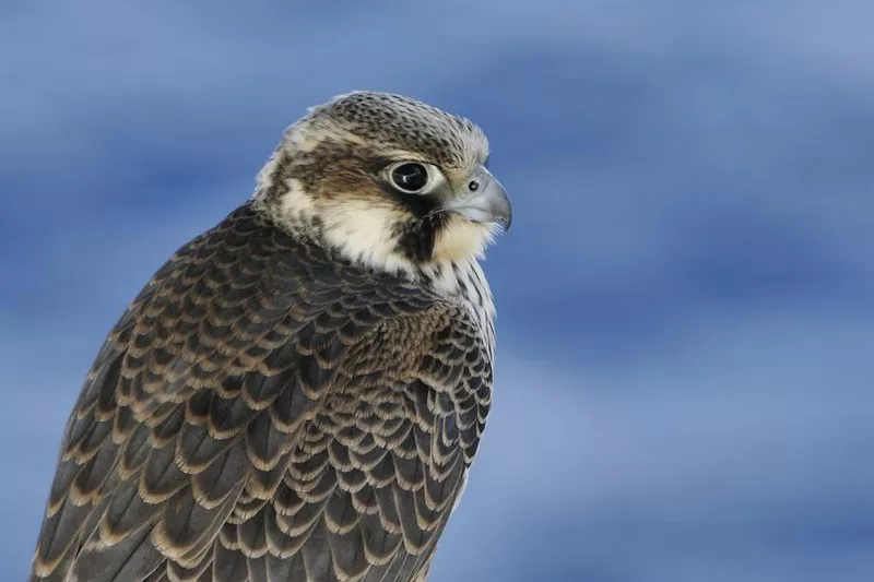 Peregrine Falcon1