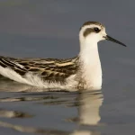 Phalarope