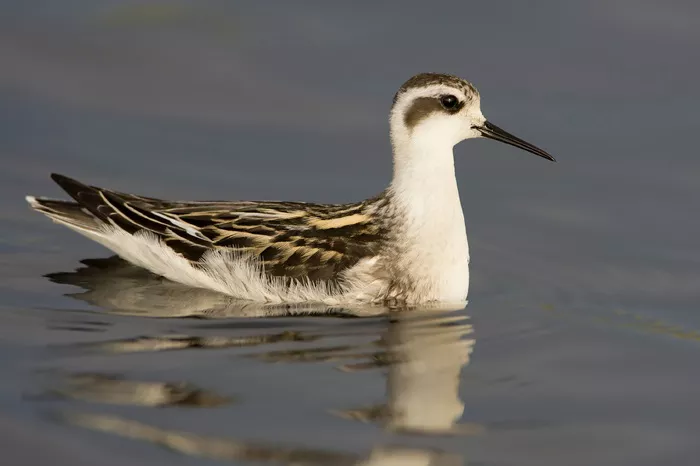 Phalarope