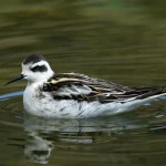 Phalarope1